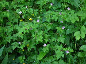 Geranium robertianum